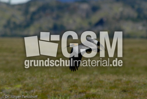 Schwarzzügelibis (12 von 15).jpg